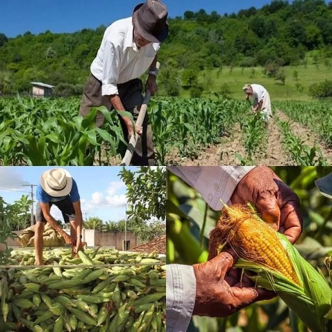 Produção de milho garante renda extra a agricultores e vendedores autônomos de Parauapebas